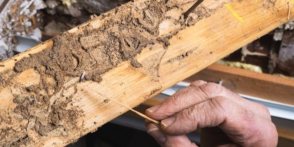 Wood Borer Treatment